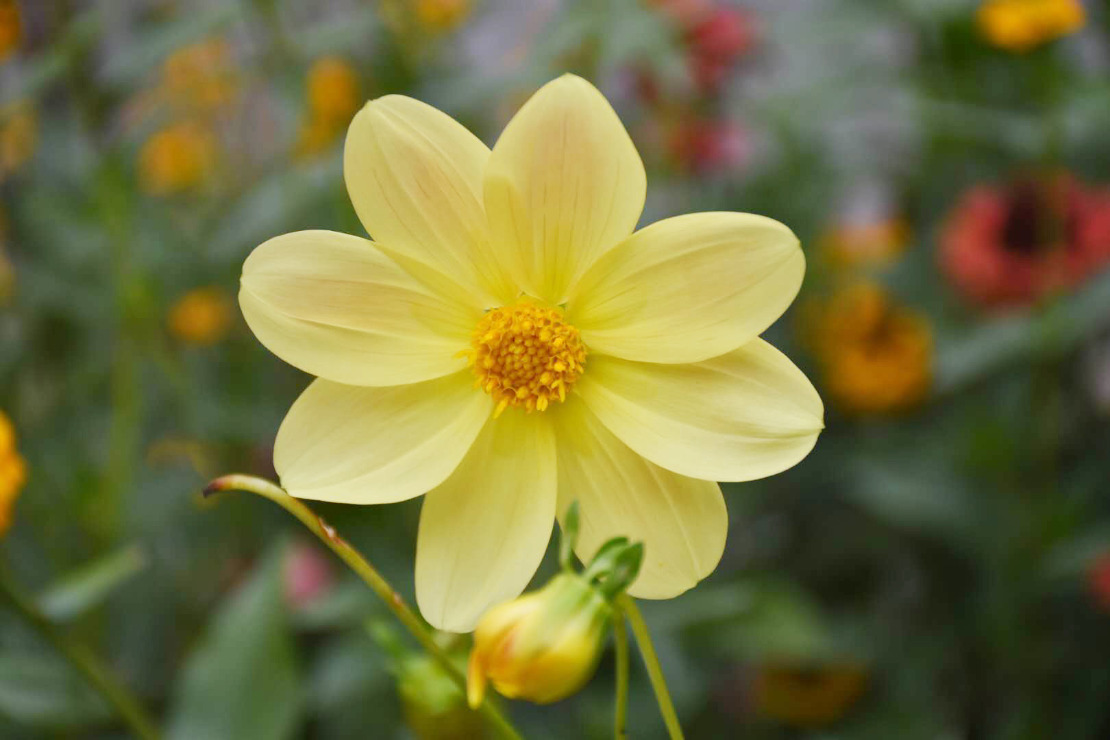 秋天的风，吹来旧时光的桂花香